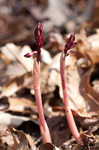 Spring coralroot